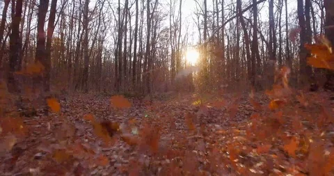 Walk in the autumn forest Video stock 98356327