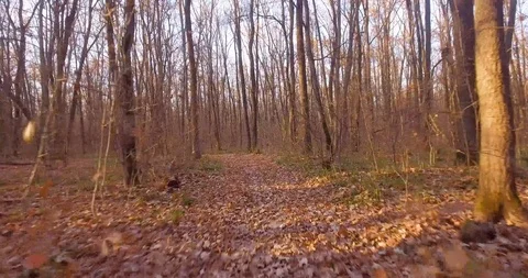 Walk in the autumn forest Video stock 98356332