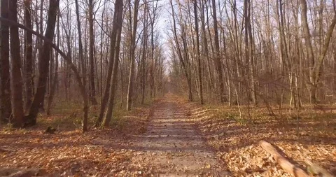 Walk in the autumn forest Video stock 98589347