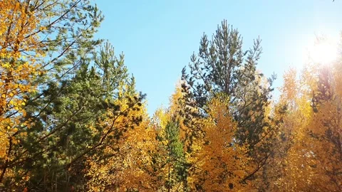 Walk in the autumn forest Stock Footage 174796706