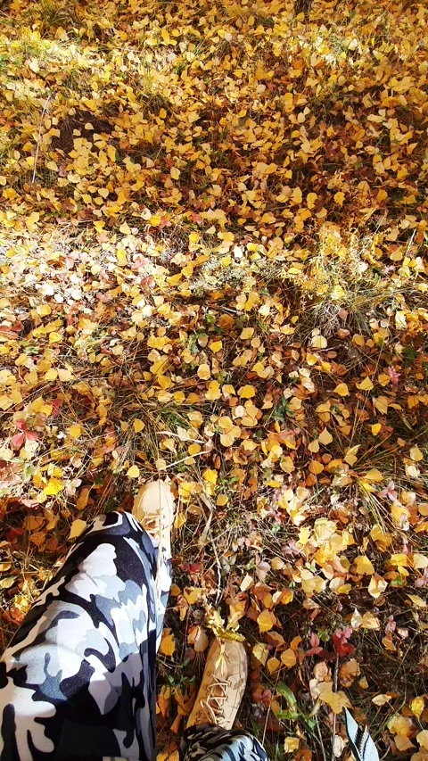 Walk in the autumn forest Video stock 174797624
