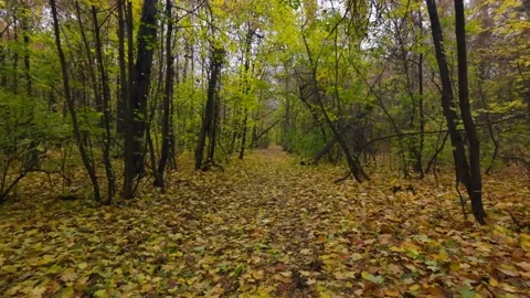 Walk in the autumn forest Stock Footage 229652191
