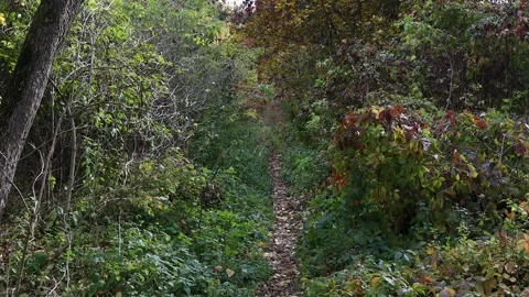 Walk in the autumn forest. 스톡 동영상 232533793