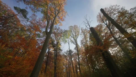 A walk in the autumn forest looking up through the treetops. Bright Stock Footage 166829421