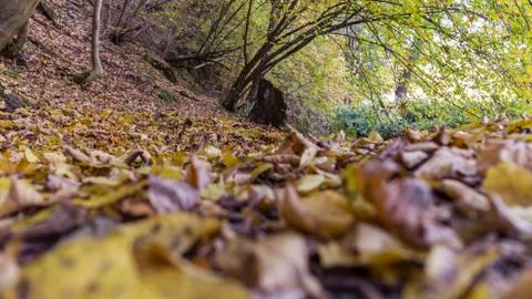 Walk in autumn forest Stock Photos