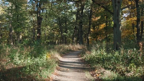 Walk in the autumn forest. The rays of the sun break through the branches Stockbeeldmateriaal 260822121