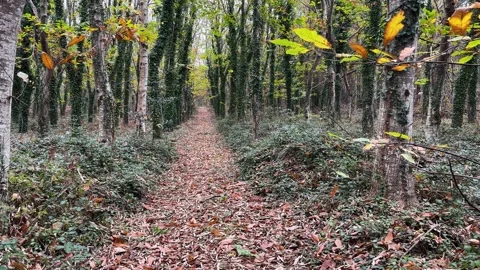 WALK IN AUTUMN HORIZONTAL PRPRO Stock Footage 263842912