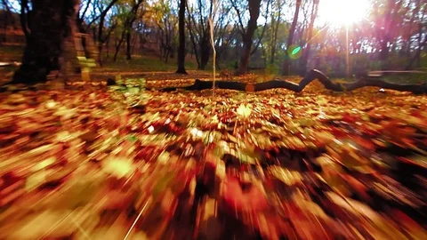 Walk on autumn leaves Stock Footage 80421808