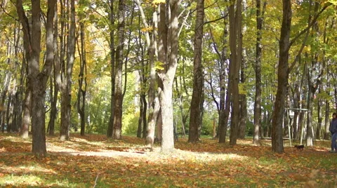 Walk in the autumn park (2) Stockbeeldmateriaal 42139476