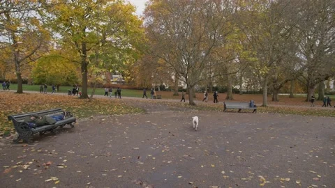 A walk in an autumn park slow motion tracking 4K Stock-Footage 201286922
