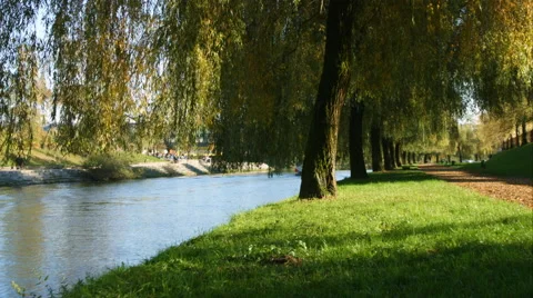 A walk in an avenue of trees Stock Footage 56738794