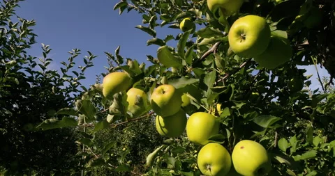 Walk Back Under Close Up Ripe Yellow Apples On Trees In Orchard On Sunny Day Stock Footage 199744810