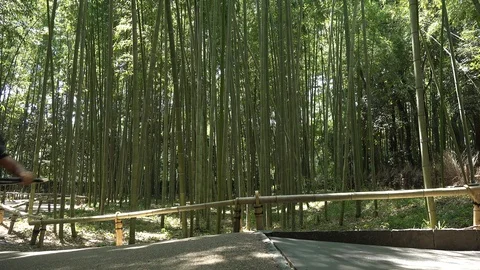 Walk In The Bamboo Forest Stock Footage 95139745