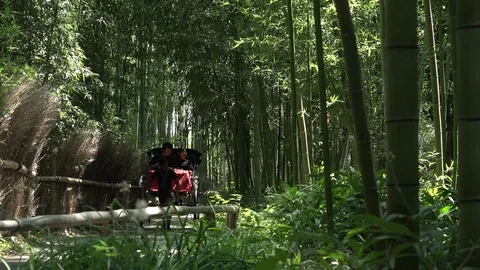 A Walk In The Bamboo Forest Stock-Footage 95140271