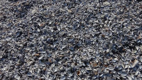 Walk by beach with shell shells Stock Footage 103281425