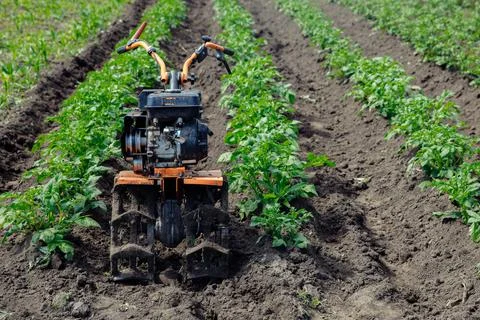 A walk-behind tractor for processing of beds stands among rows with potatoes 库存照片