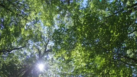 Walk beneath a forest canopy in summer Stock Footage 155906050