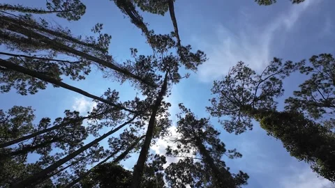 Walk beneath the trees Stock Footage 280190497