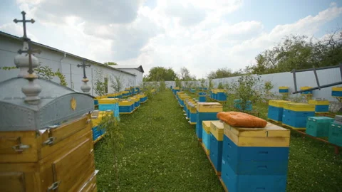 Walk between the bee hives on the apiary. Industrial beekeeping. Stock Footage 143739304