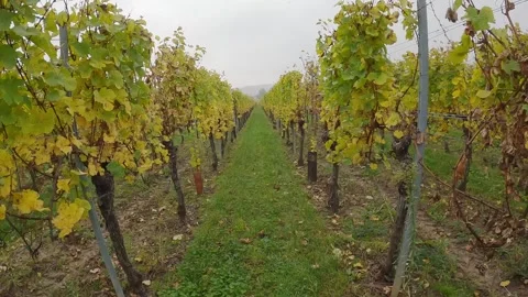 Walk between the grapevines in autumn in Alsace in France Stock Footage 291399632