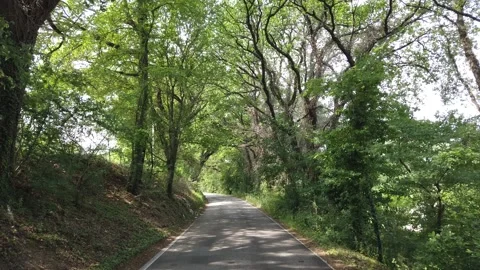 A walk between green trees Vidéo 153898633