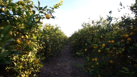 Walk in between Lemon tree plantation. Lemons growing hanging Branches with ripe Stock Footage 100754042