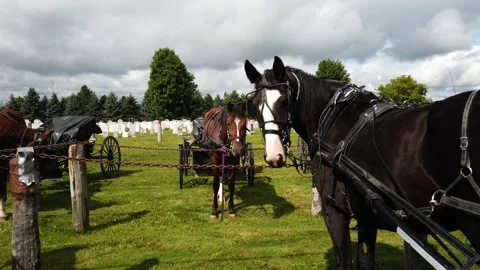 Walk Between Mennonite Carriages Approaching Horse Turning Its Head At Church Vidéo 157375241