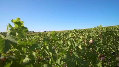 Walk between rows of lush green vines at large vineyard, Drone Stock Footage 153862735