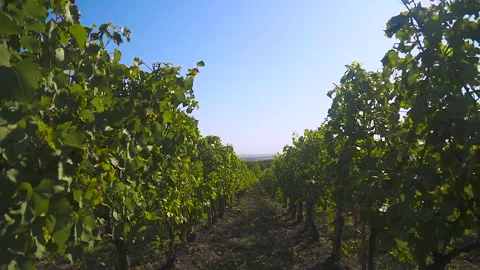 Walk between rows of lush green vines at large vineyard, Stock Footage 153863095