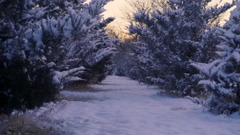 A Walk Between Snowy Rows of Trees Vídeo Stock 146678529