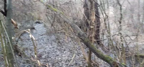A walk between the trees Stock Footage 230628055