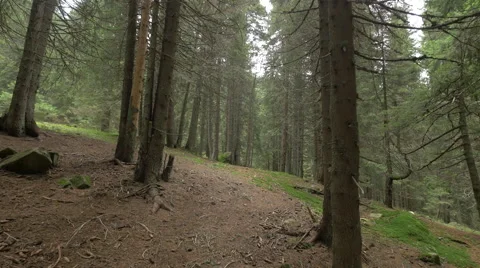 A walk between the trees, Hunedoara Stock Footage 54600764