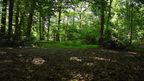 Walk between the trees in the park Video stock 130250066