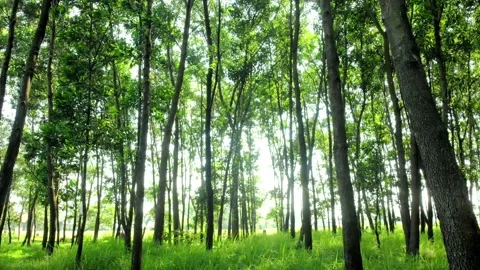 Walk between the Trees. Sukabumi, Indonesia Video stock 245961853