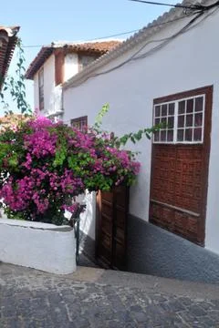 Walk between windows and purple bouganvillas Stock Photos