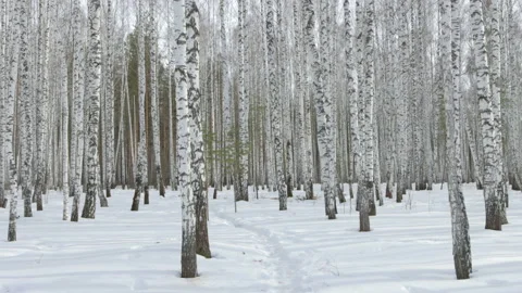 Walk in a birch grove Video stock 126707305