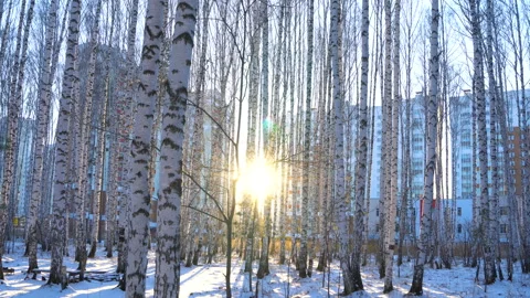 Walk in a birch grove Stock Footage 126720389