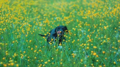 Walk Black Dachshund Stock Footage 50746273
