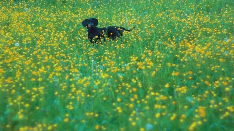 Walk Black Dachshund Stock Footage 50746286