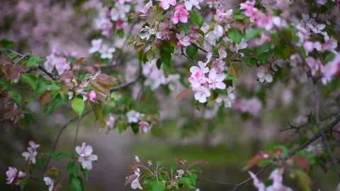 Walk in the blossoming Apple orchard Stock Footage