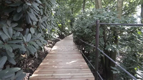 Walk on the board in the woods. Stock Footage 137267670