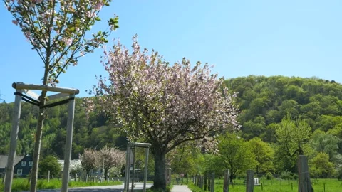 Walk on a cherry tree avenue in spring in a beautiful German village Stock-Footage 136483427