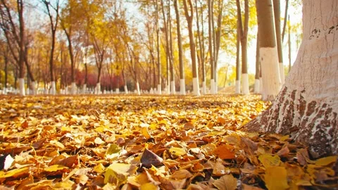 Walk close-up on the golden fallen leaf ground 스톡 동영상 228726612