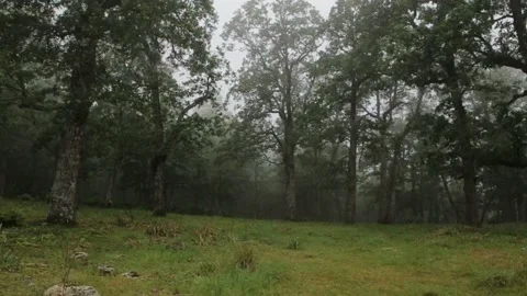 Walk to a cloud forest Stock Footage 132452361