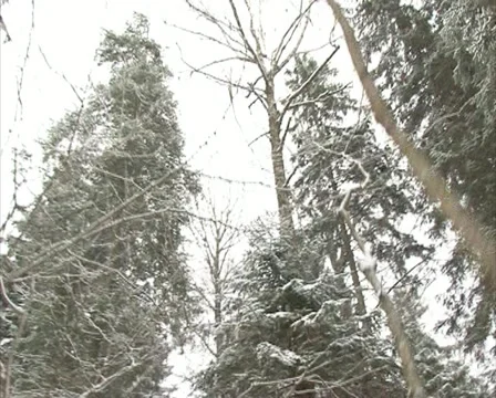 Walk conifer forest snow Stock Footage 10830790