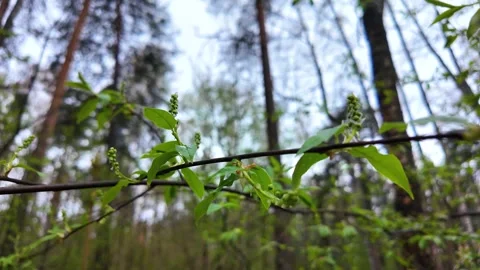 A walk in the coniferous forest in early spring. Slowmotion 스톡 동영상 320353148