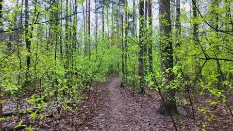 A walk in the coniferous forest in early spring. Slowmotion 스톡 동영상 320353166