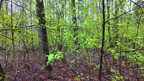 A walk in the coniferous forest in early spring. Slowmotion Stock Footage 320353205