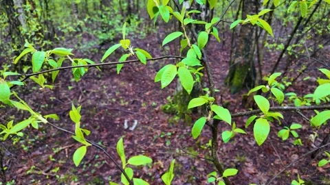 A walk in the coniferous forest in early spring. Slowmotion Stock-Footage 320353215
