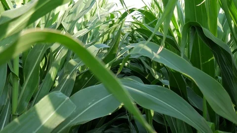 Walk in corn Stock Footage 77647067